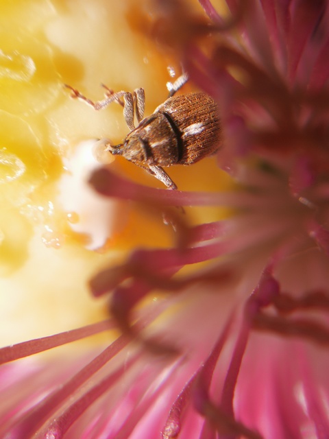 Glocianus maculaalba - közönséges máktokormányos