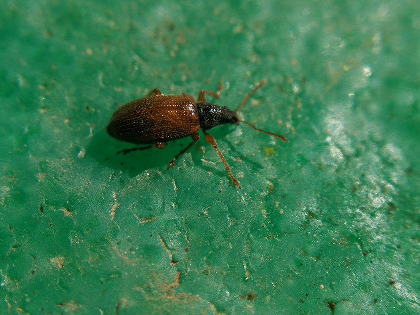 Phyllobius oblongus - közönséges levélormányos