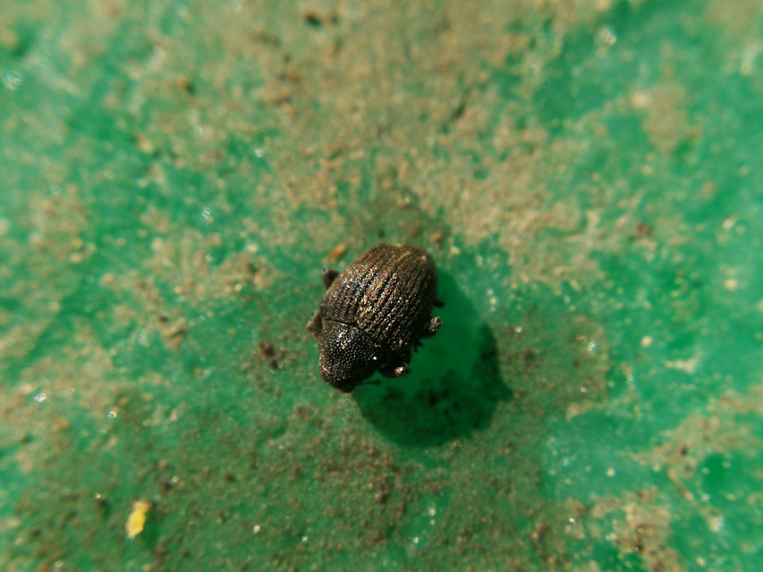 Rhinoncus pericarpius - réti keserűfű-ormányos