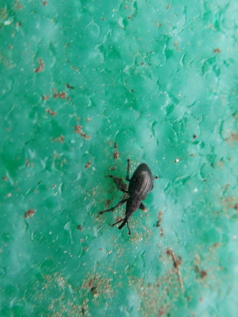 Ceratapion Ceratapion