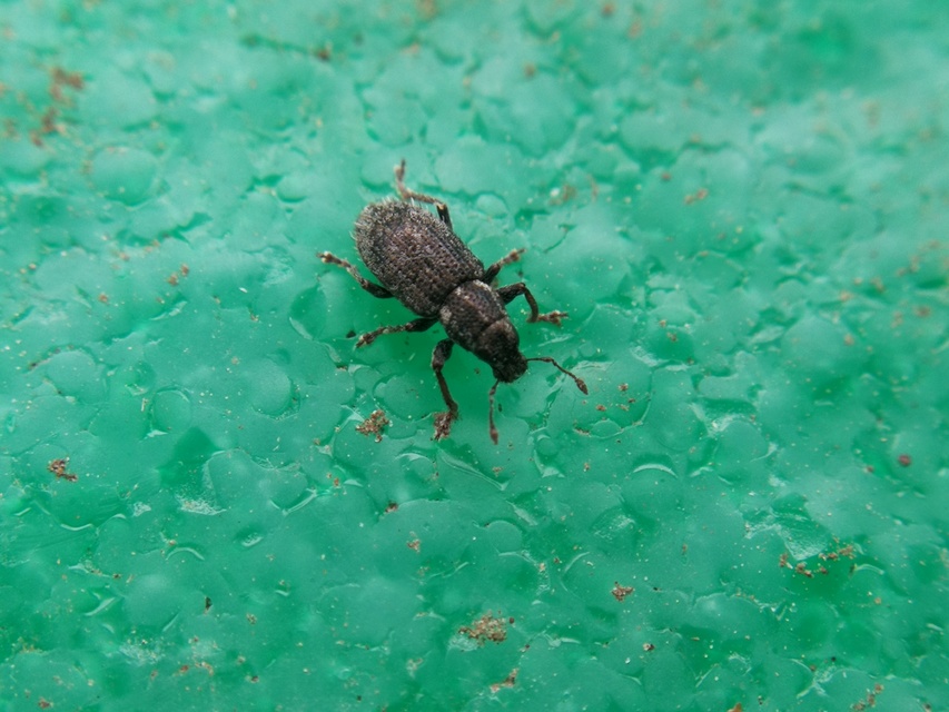 Sitona hispidulus - szőrös csipkézőbogár
