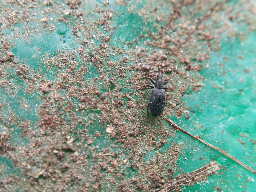 Ischnopterapion