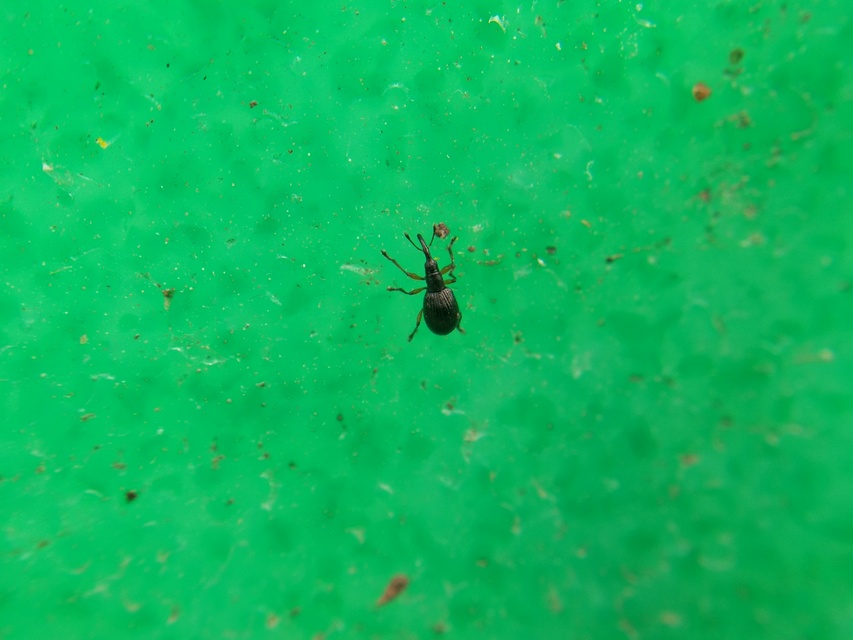 Protapion fulvipes - vadhere-cickányormányos Protapion fulvipes - vadhere-cickányormányos