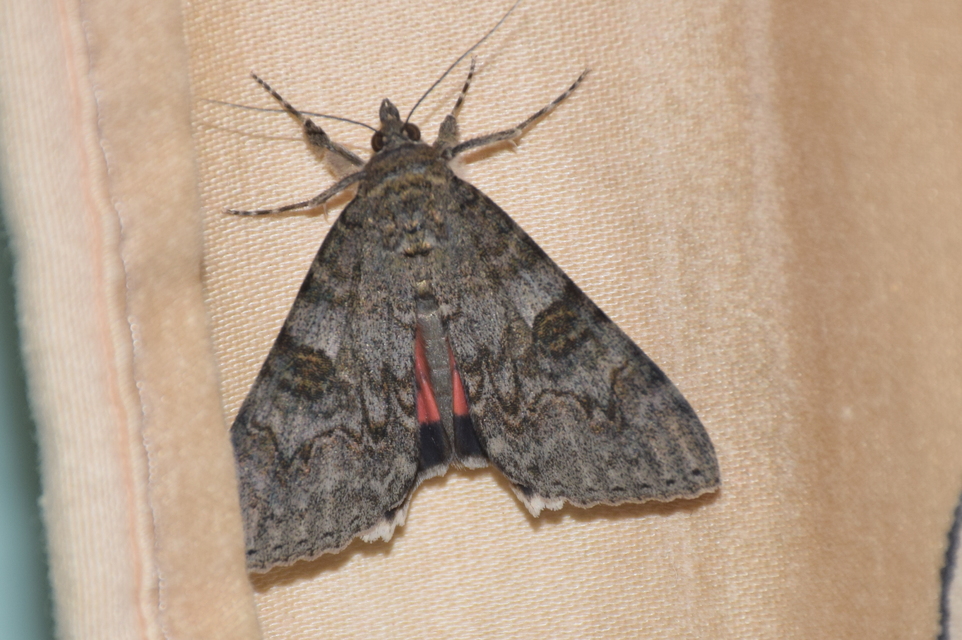 Catocala nupta - piros övesbagoly
