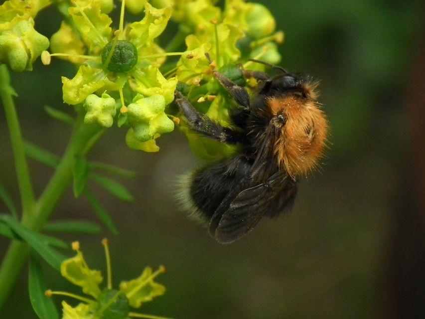 Bombus hypnorum - mohás poszméh