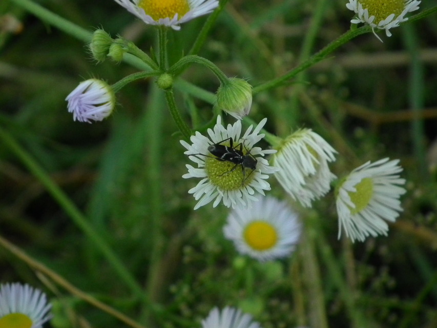 Chlorophorus sartor - feketevállú darázscincér