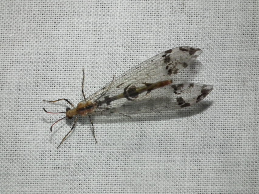 Dendroleon pantherinus - párducfoltos hangyaleső