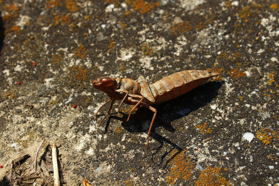 Aeshnidae - karcsú acsák