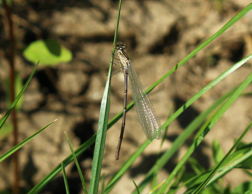 Coenagrion puella - azúrkék légivadász