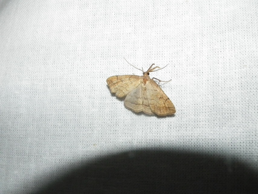 Polypogon gryphalis - láperdei karcsúbagoly