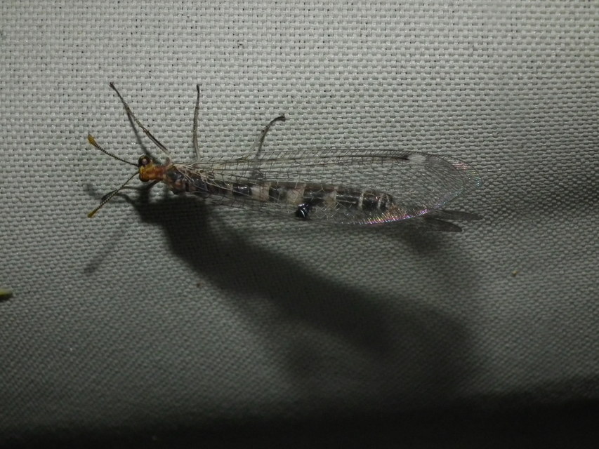 Megistopus flavicornis - kétfoltos hangyaleső