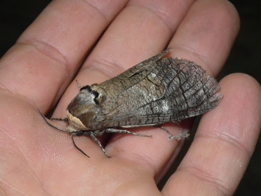 Cossus cossus - fűzfarontólepke