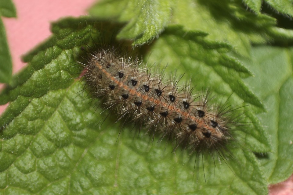 Arctia villica - fekete medvelepke