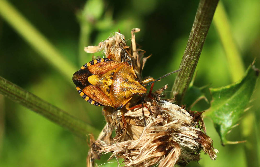 Carpocoris