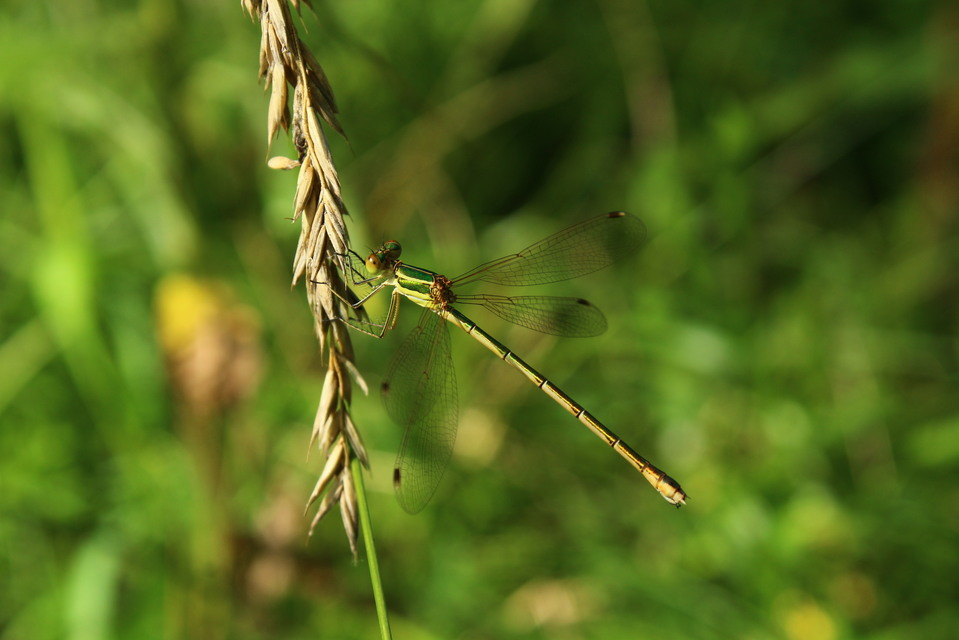 Lestes barbarus - foltosszárnyjegyű rablószitakötő