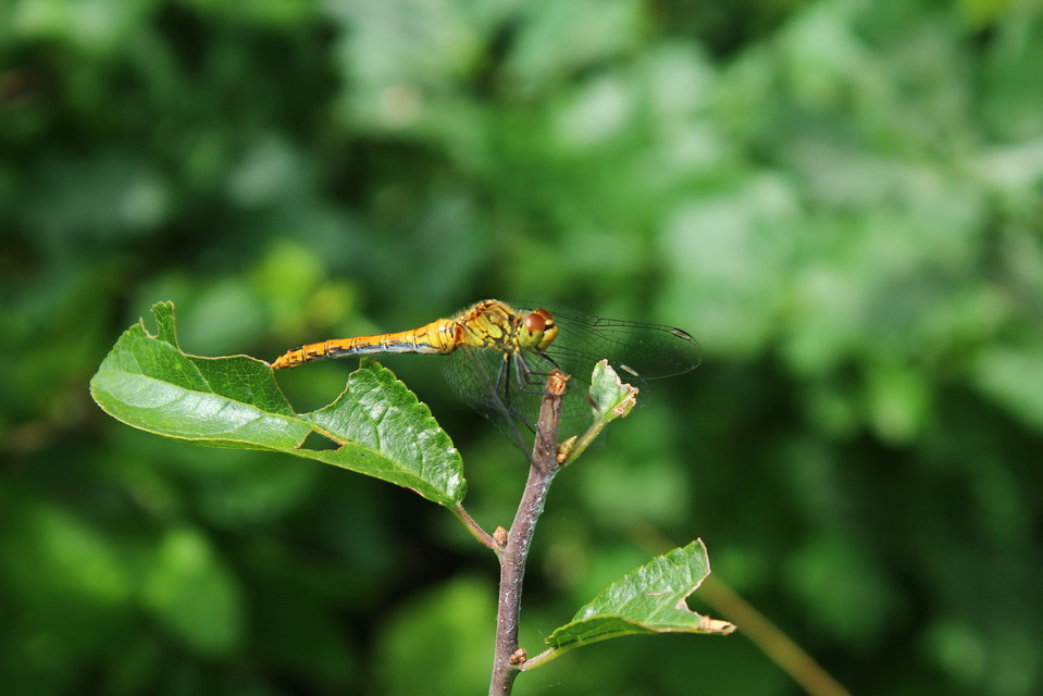 Sympetrum sanguineum - vörös katona-szitakötő