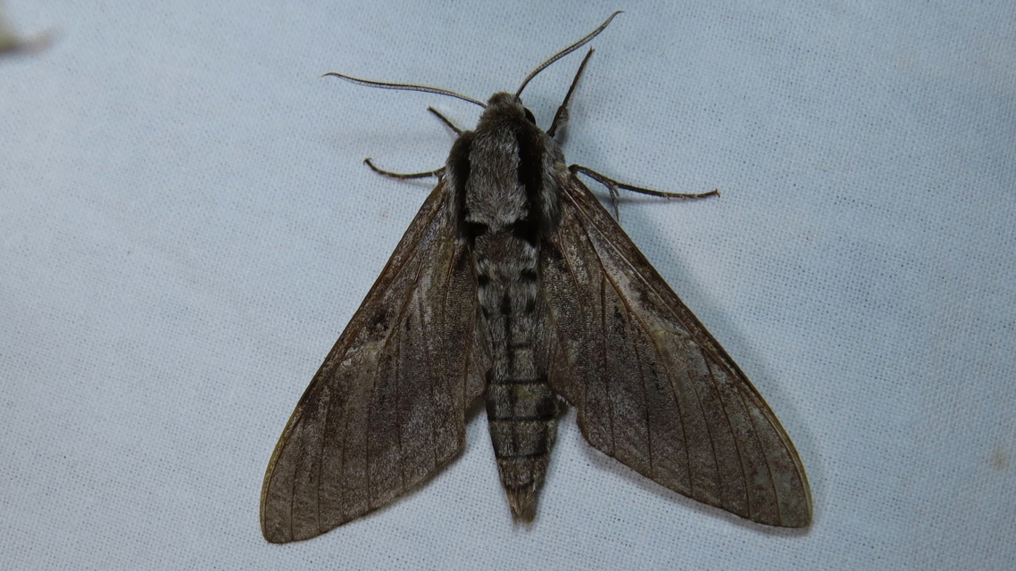 Hyloicus pinastri - fenyőszender