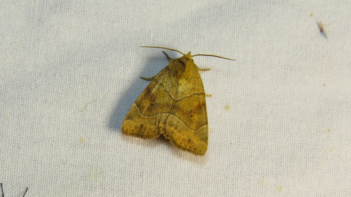 Cosmia trapezina - közönséges lombbagoly