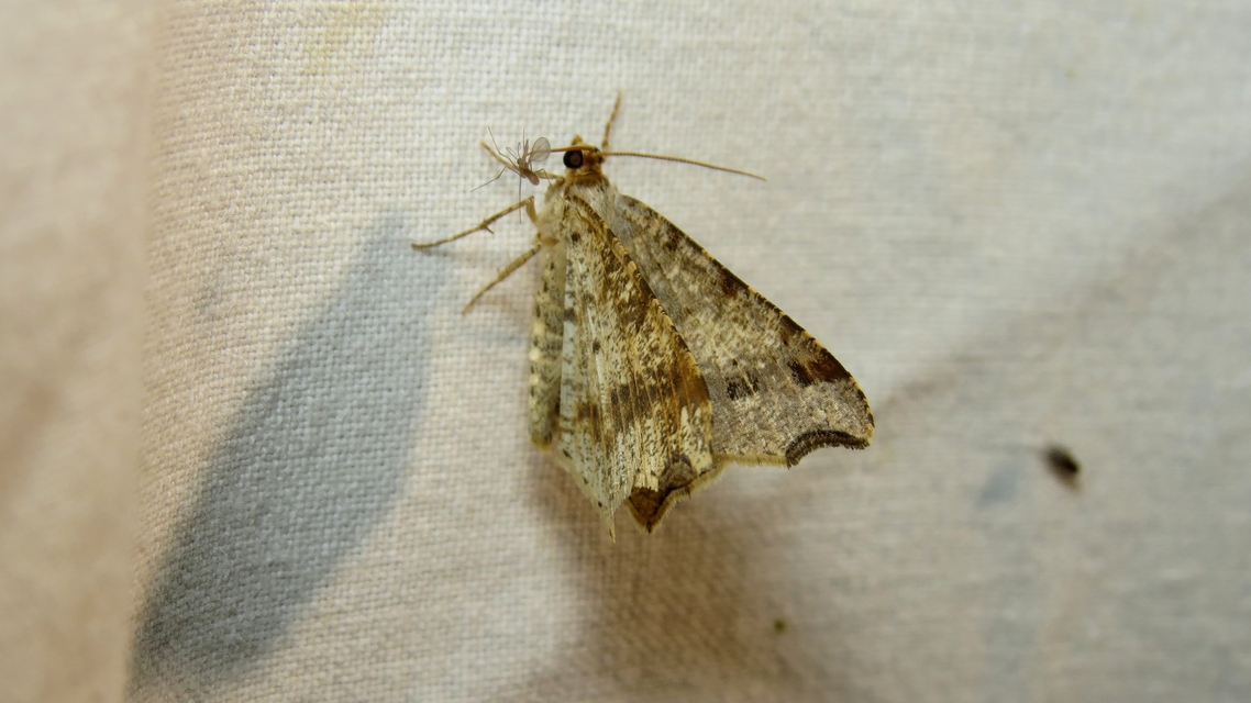 Macaria alternata - közönséges szürkearaszoló