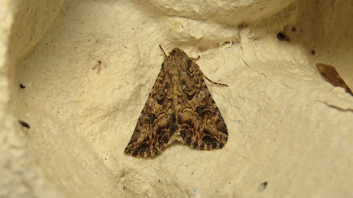 Hadula trifolii - lóherebagoly