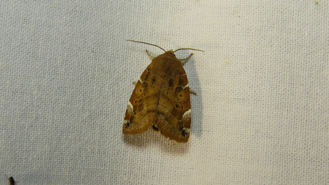 Cosmia affinis - barna lombbagoly