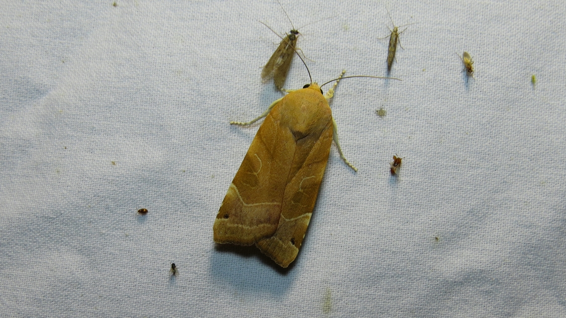 Noctua fimbriata - szélessávú sárgafűbagoly