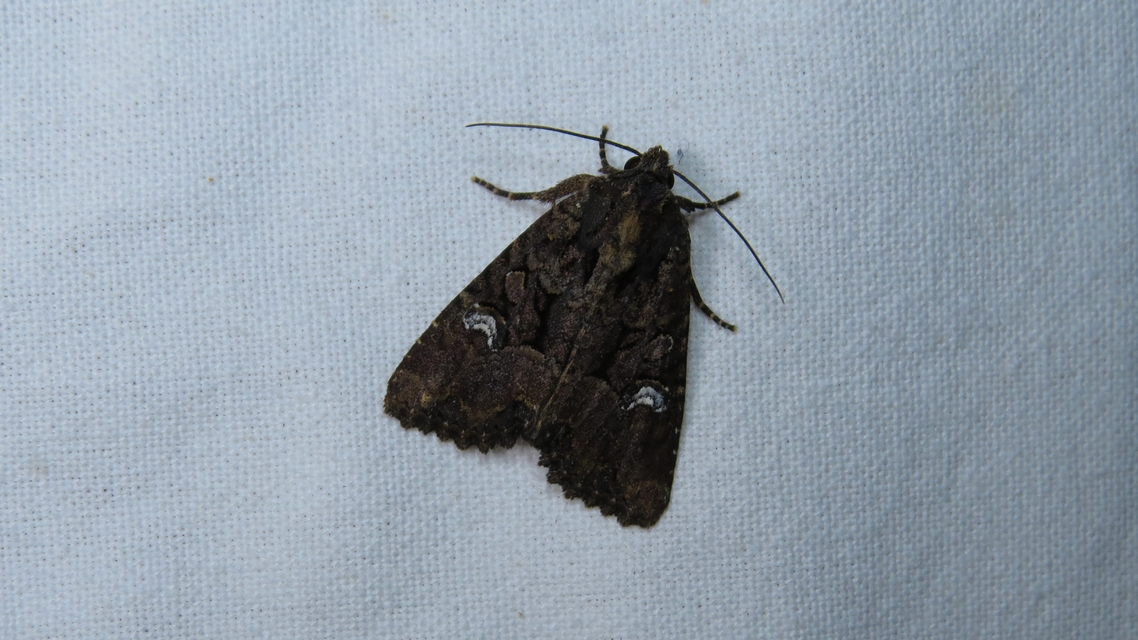 Mesapamea secalella/secalis