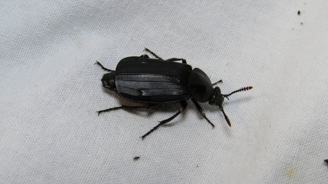 Necrodes littoralis - nagy dögbogár