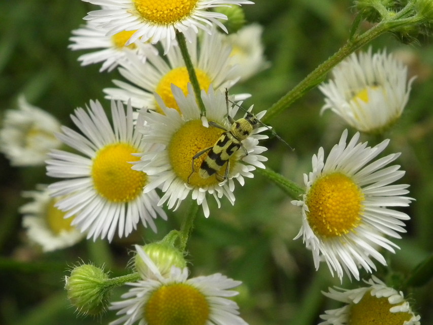 Chlorophorus varius - díszes darázscincér
