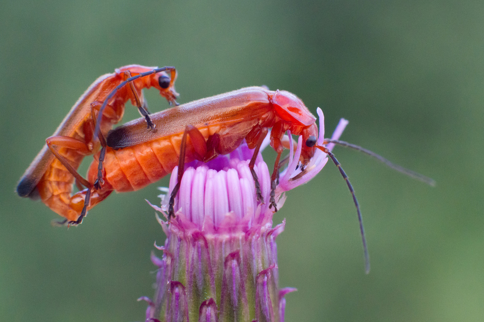 Rhagonycha fulva - feketevégű lágybogár