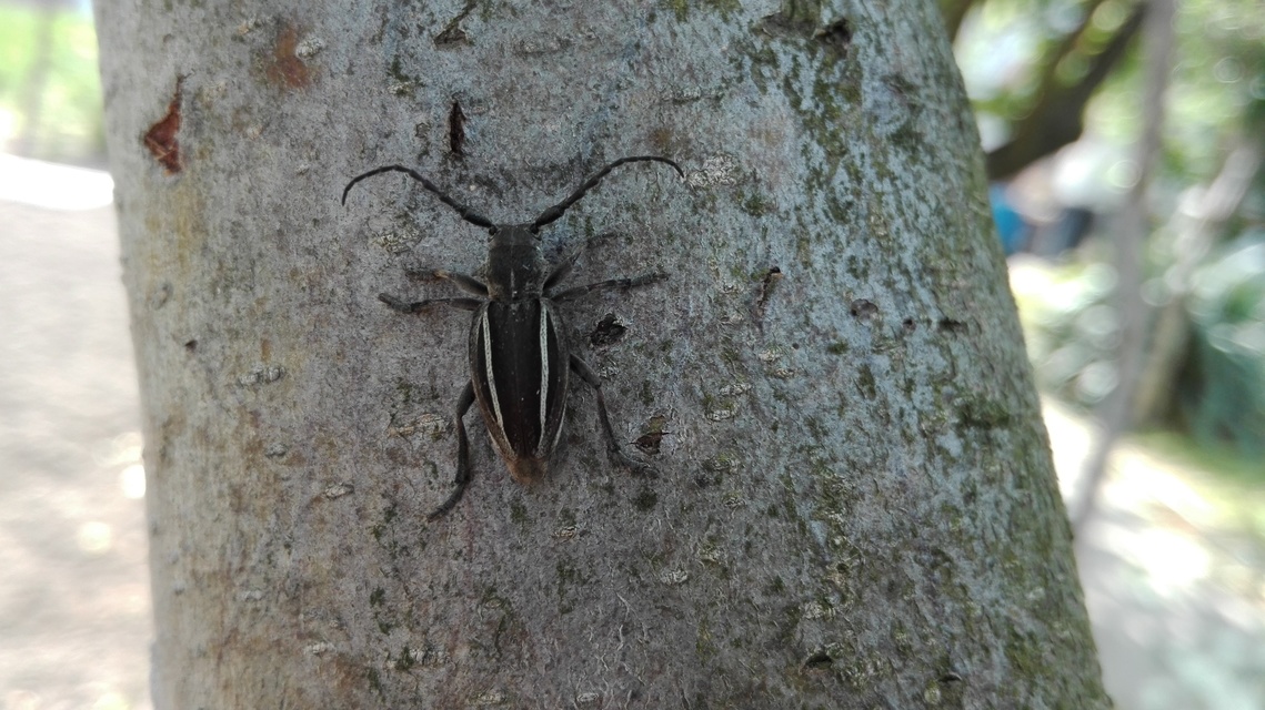 Neodorcadion bilineatum - kétsávos földicincér