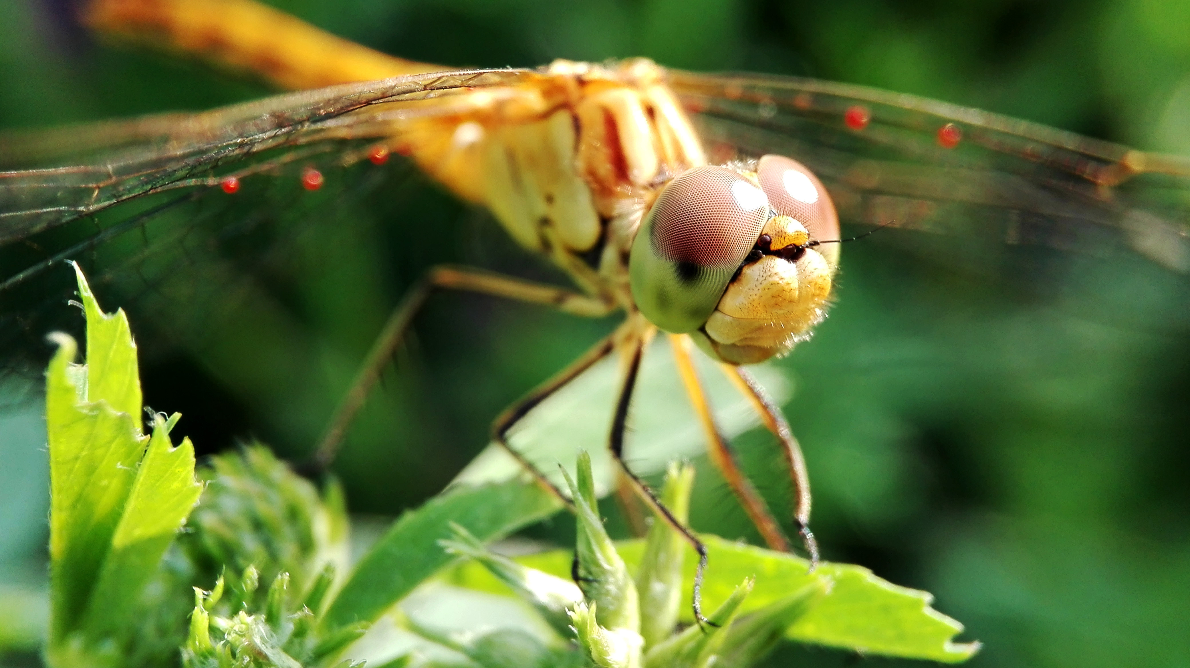 Sympetrum meridionale - fakó katona-szitakötő Sympetrum meridionale - fakó katona-szitakötő