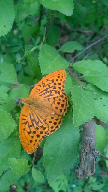 Argynnis paphia - nagy gyöngyházlepke