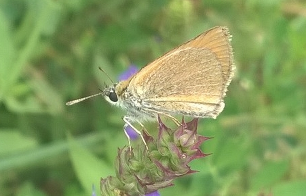 Thymelicus lineola - vonalas busalepke