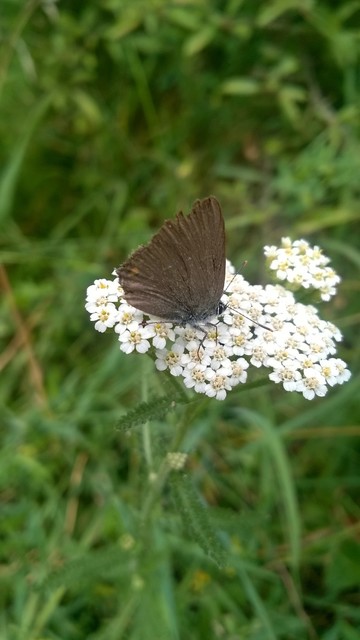 Satyrium acaciae - akác-csücsköslepke