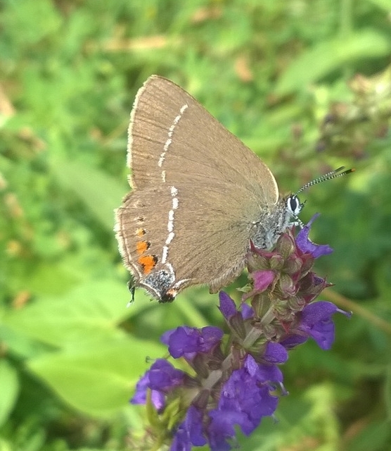 Satyrium spini - kökény-csücsköslepke