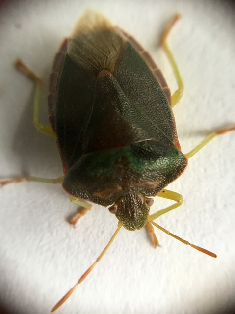 Palomena prasina - zöld bogyómászó-poloska Palomena prasina - zöld bogyómászó-poloska