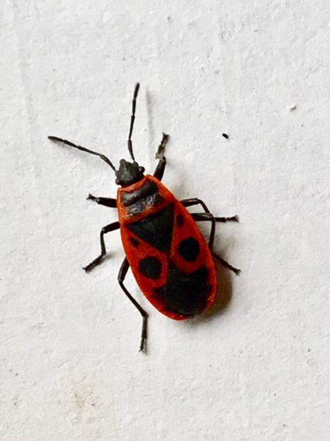 Pyrrhocoris apterus - verőköltő poloska