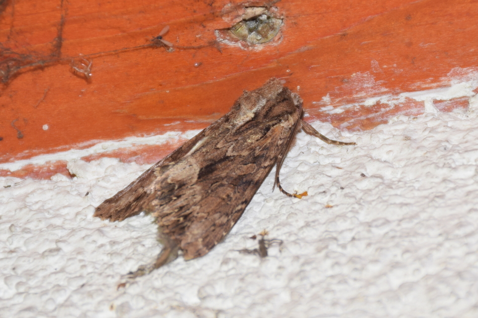 Apamea monoglypha - nagy dudvabagoly