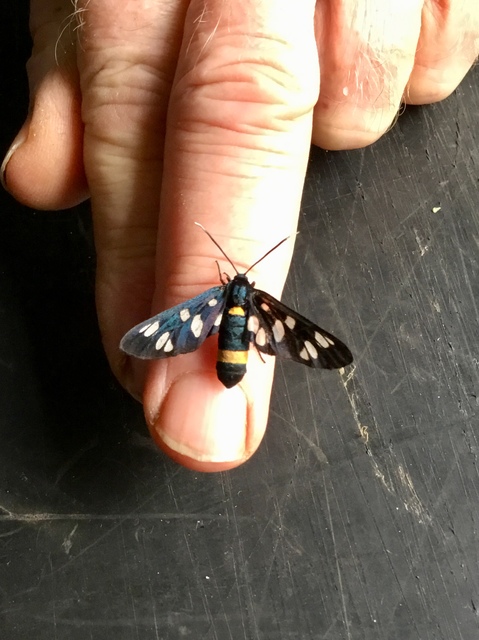 Amata phegea - fehérpettyes álcsüngőlepke