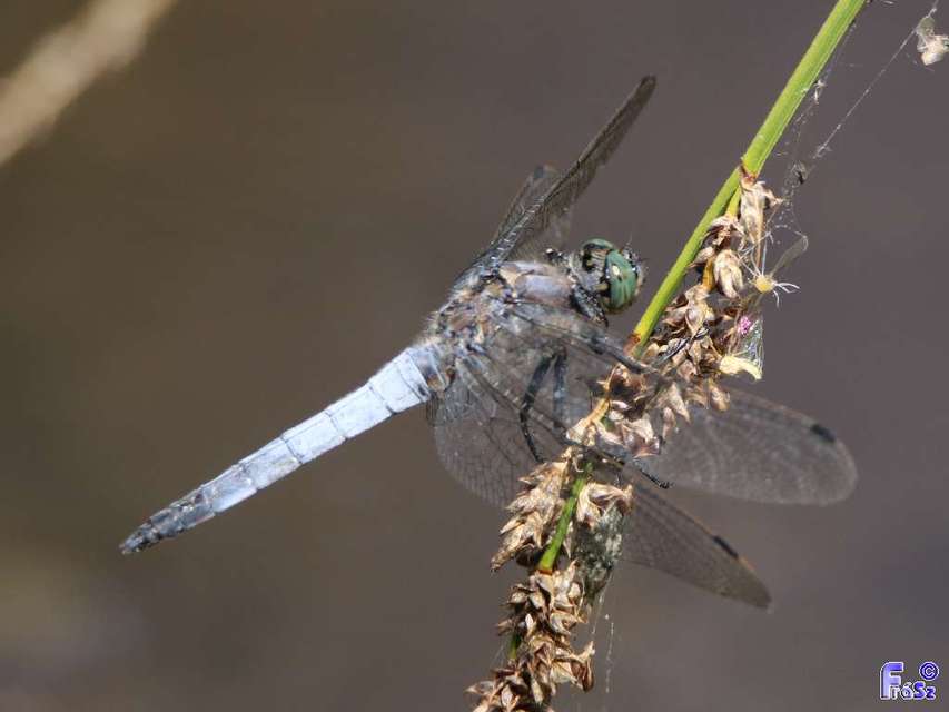 Orthetrum cancellatum - feketefarkú pásztorszitakötő