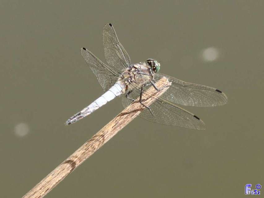 Orthetrum cancellatum - feketefarkú pásztorszitakötő