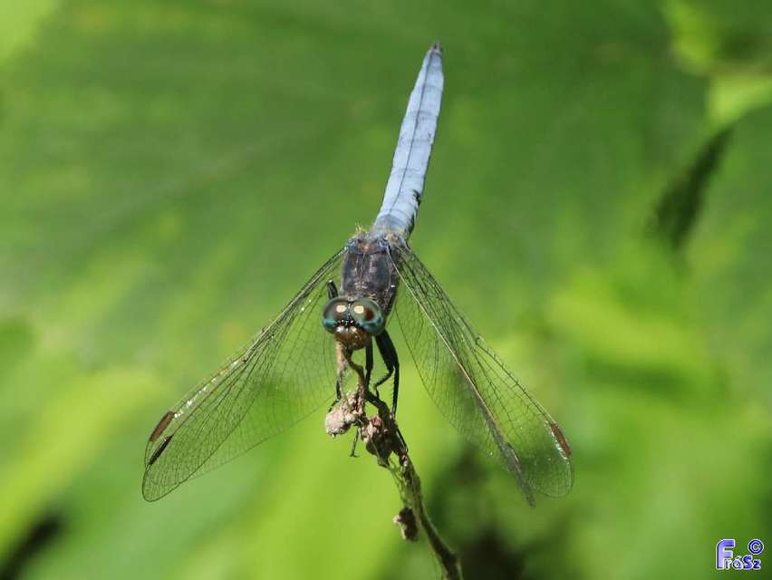 Orthetrum coerulescens - karcsú pásztorszitakötő