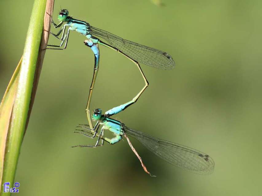 Ischnura elegans pontica - kéköves légivadász