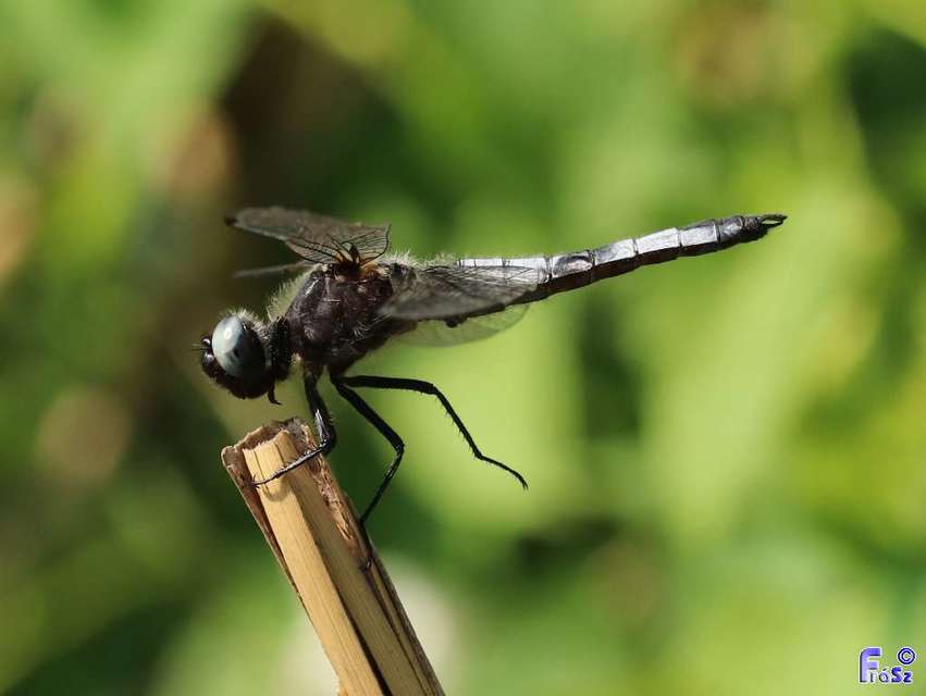 Libellula fulva - kisfoltos laposacsa