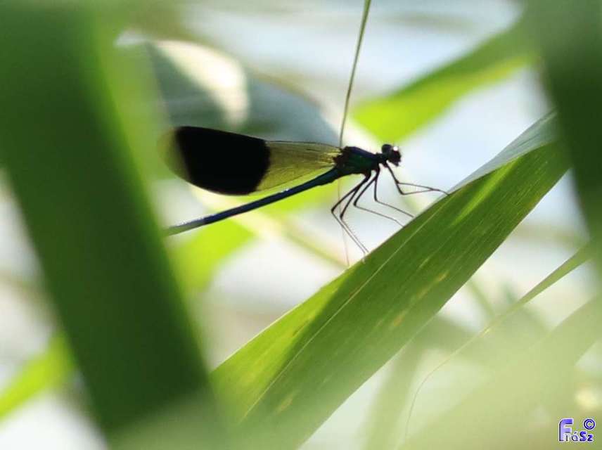 Calopteryx splendens - sávos szitakötő
