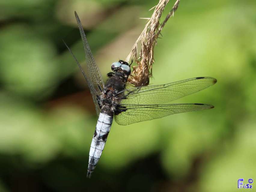 Libellula fulva - kisfoltos laposacsa