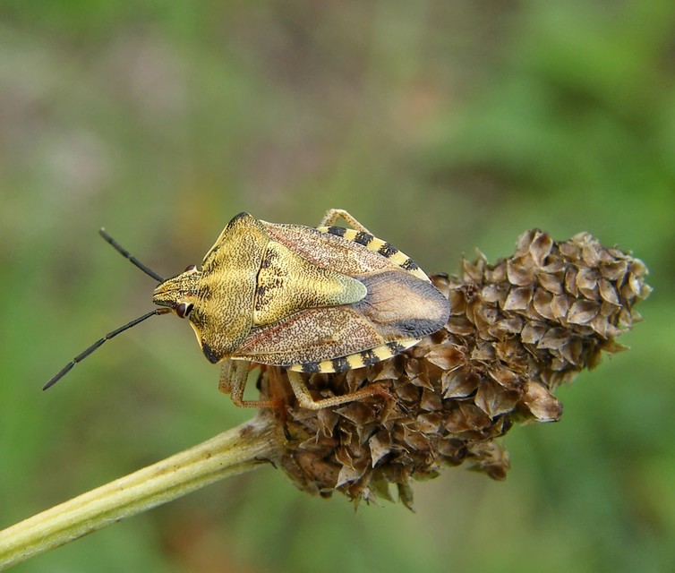 Carpocoris