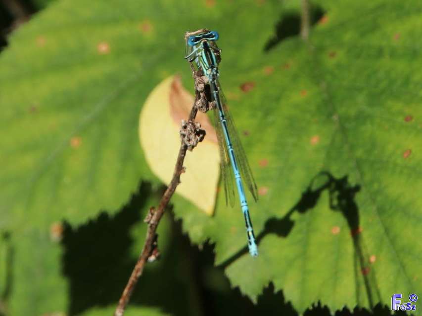 Platycnemis pennipes - széleslábú szitakötő