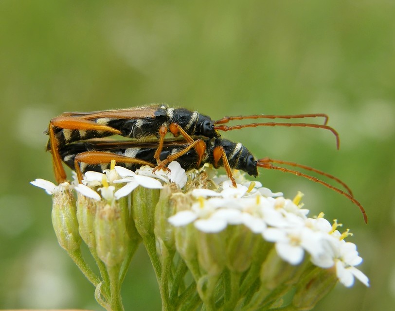 Stenopterus flavicornis - sárgacsápú keskenyfedőscincér